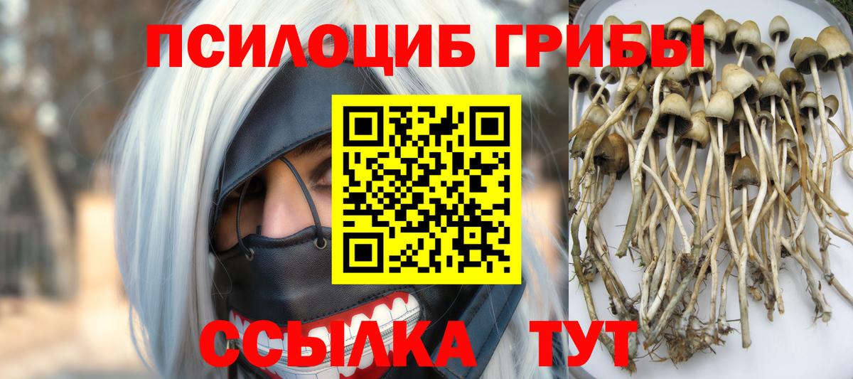 Галлюциногенные грибы Psilocybe Углич